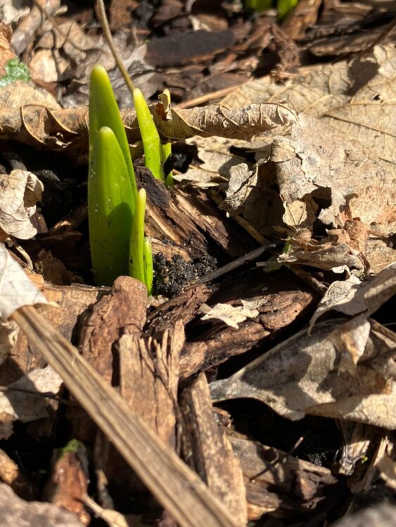 Spring in Chicago - first signs