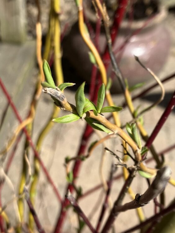 Spring in Chicago - willow twigs sprouting