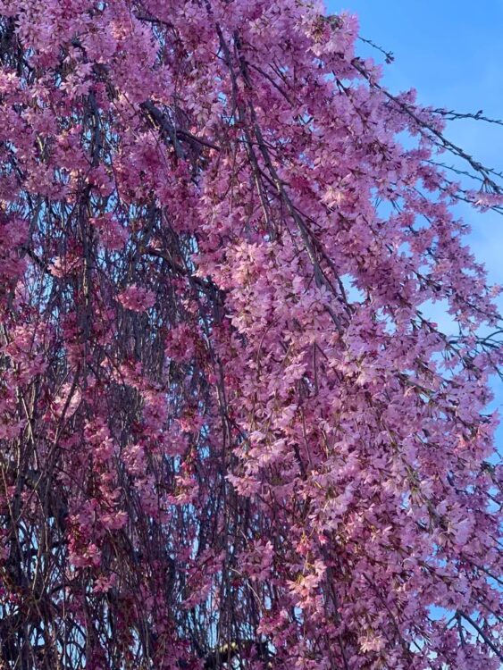 Spring in Chicago - tree in full bloom